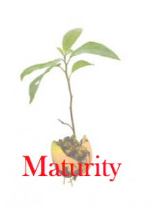 Christian Maturity