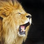 a roaring lion